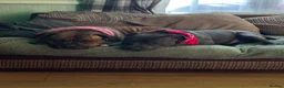 Mixed Breed dogs for sale: American Bull Staffy Puppies in Ramsgate - Advert 2