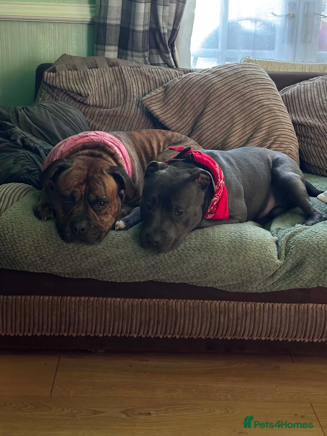 Mixed Breed dogs for sale: American Bull Staffy Puppies in Ramsgate - Advert 2
