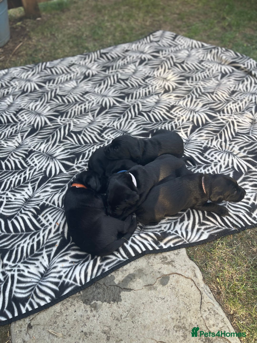 Mixed Breed dogs for sale: river - Image 10