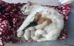 Ragdoll cats for sale: Ragdolls kittens  - Image 25