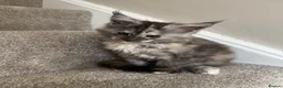 Maine Coon cats for sale: Maine coon kittens TICA  - Advert 7