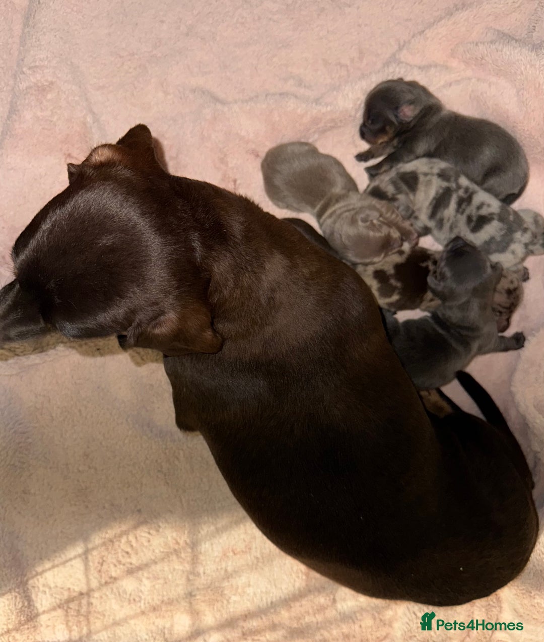 Miniature Dachshund dogs for sale: 6 Miniature Dachshund Puppies - Advert 1