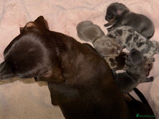 Miniature Dachshund dogs 6 Miniature Dachshund Puppies - Advert 1