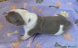 Olde English Bulldogge dogs for sale: Olde english bulldogge pups 1 male / 1 female  - Image 10
