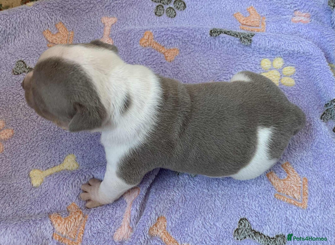 Olde English Bulldogge dogs for sale: Olde english bulldogge pups 1 male / 1 female  - Image 10