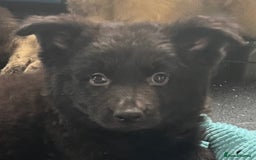 German Shepherd dogs for sale: German shepherd pups silver sable black/tan black  - Image 5