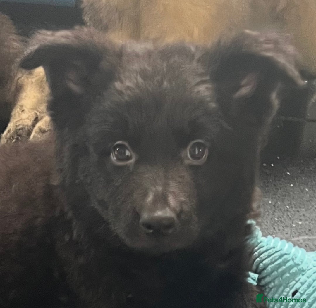 German Shepherd dogs for sale: German shepherd pups silver sable black/tan black  - Image 5