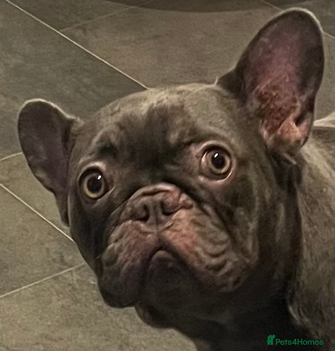 French Bulldog dogs for sale: Beautiful female frenchie  - Advert 7