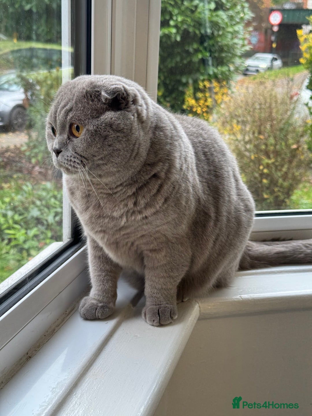 Scottish Fold cats for sale: Cross breed BSH and Scottish fold - Advert 2
