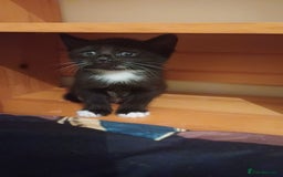 Turkish Angora cats for sale: Kitten 😺  - Image 6