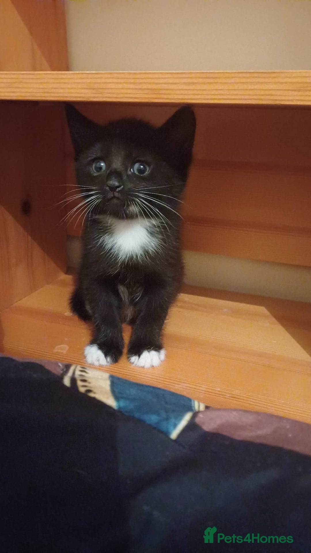 Turkish Angora cats for sale: Kitten 😺  - Image 6
