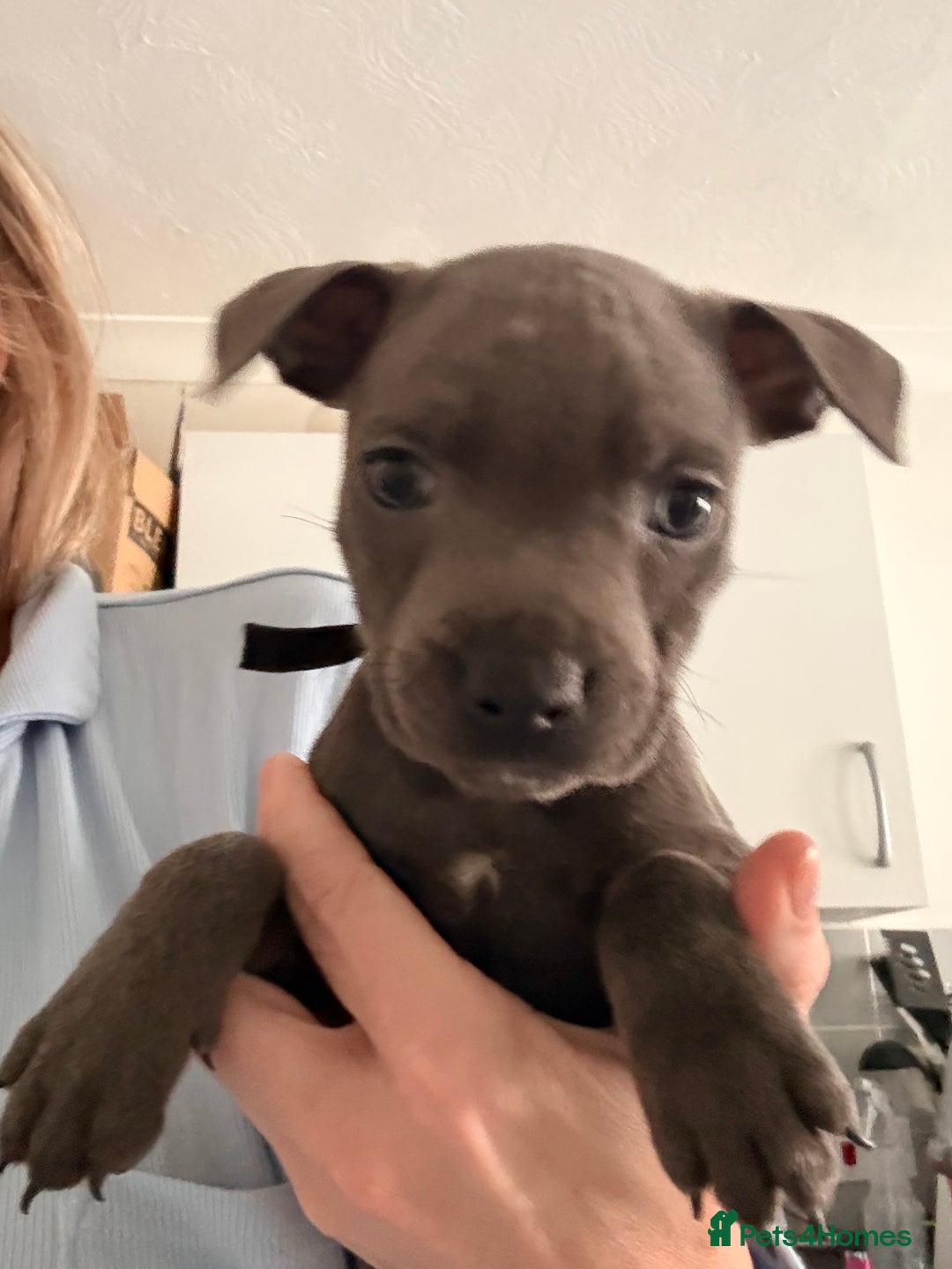 Staffordshire Bull Terrier dogs for sale: 💖🐾READY FOR THEIR NEW HOMES THIS WEEKEND🐾💖 - Image 23
