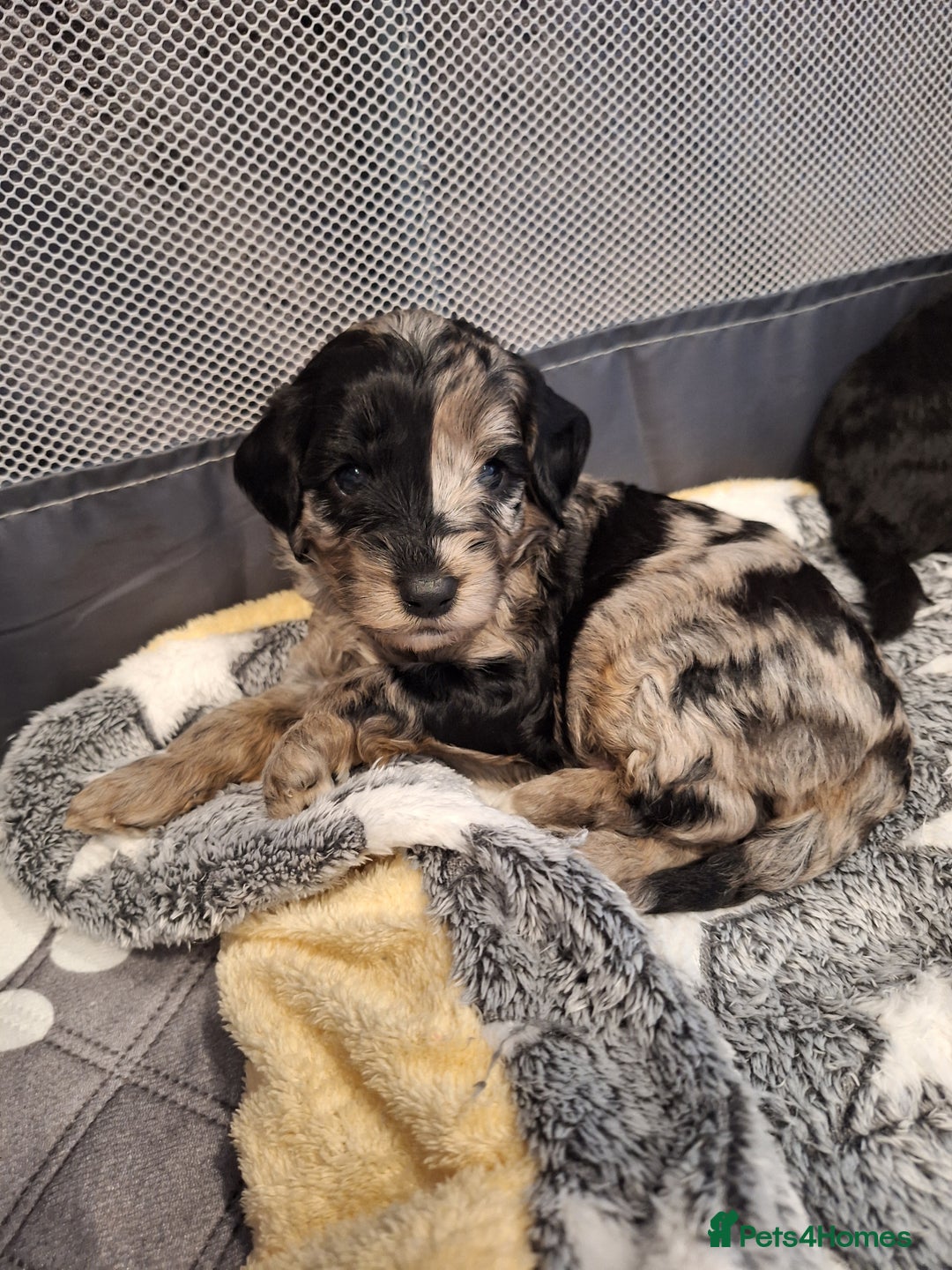 Sproodle dogs for sale: Sproodle Merle puppies  - Advert 18