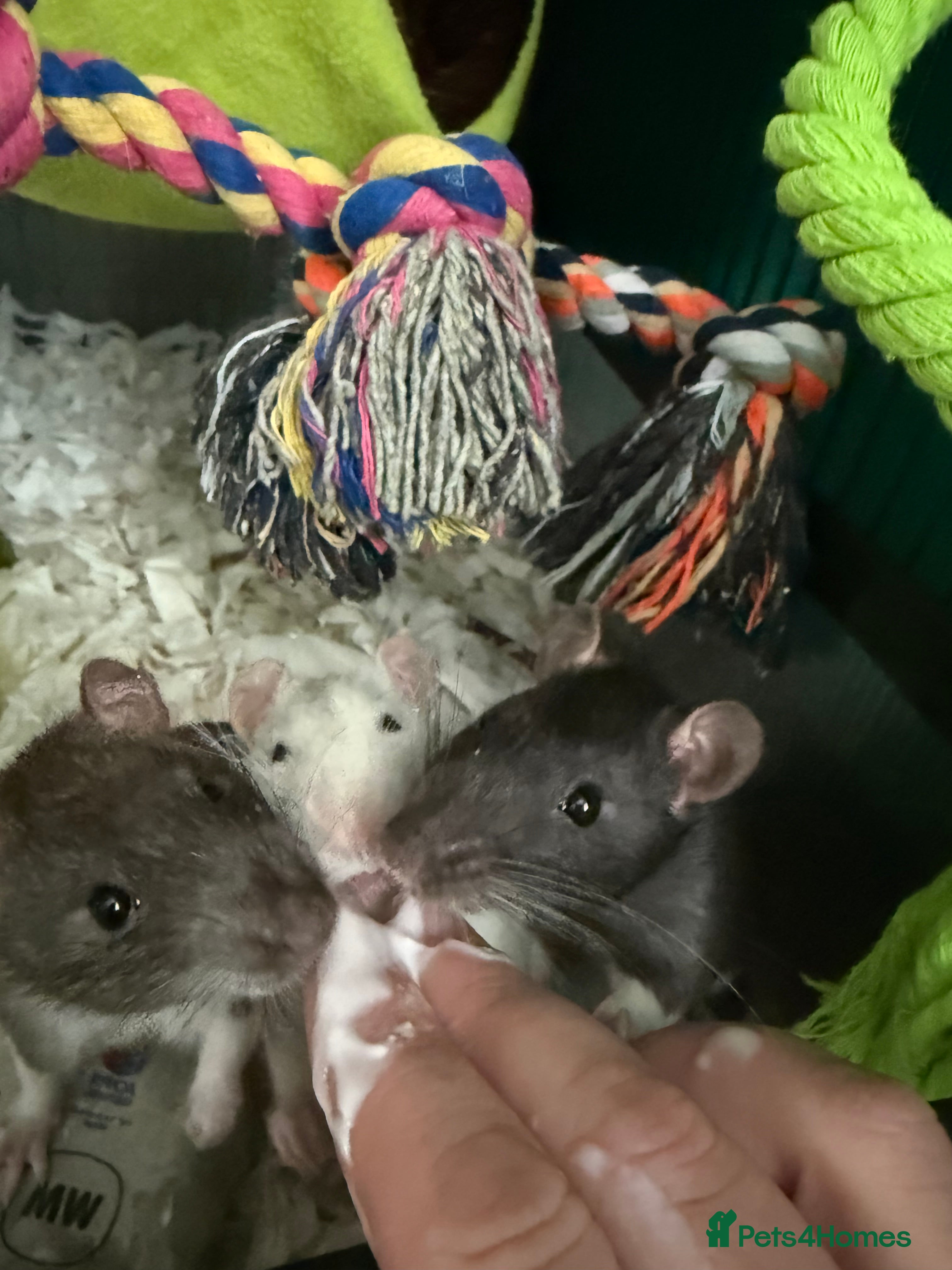 Rat rodents 3 lovely boys  - Advert 2