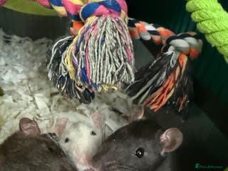 Rat rodents 3 lovely boys - Advert 10