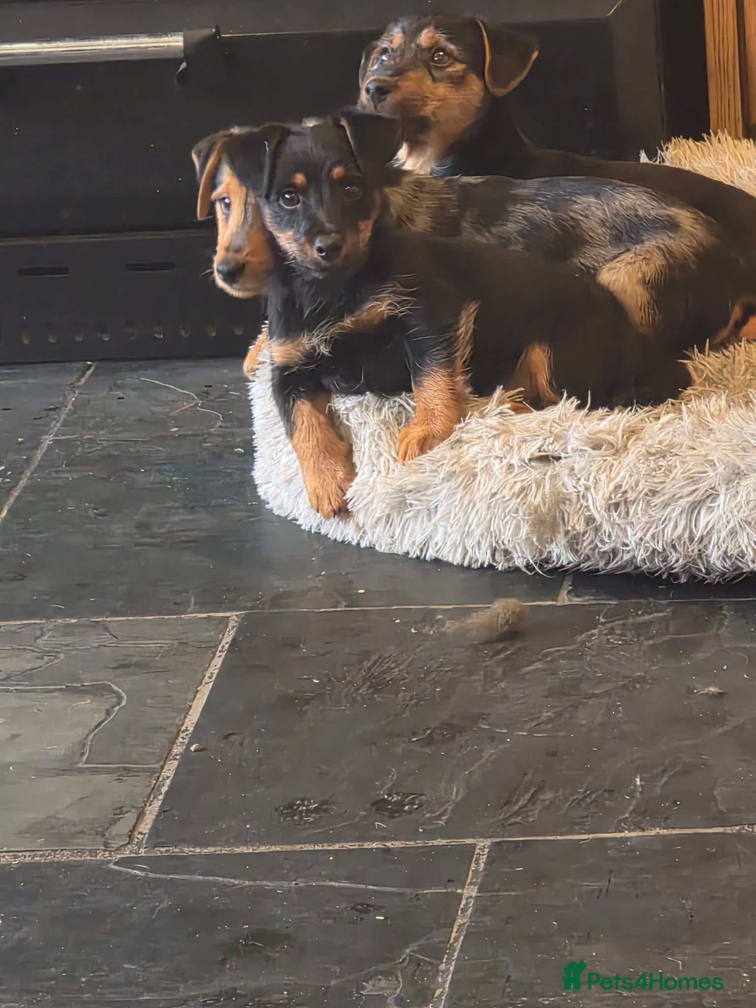 Jackshund dogs Dachshund X Jackrussell  - Advert 1