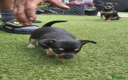 Chihuahua dogs for sale: 2 beautiful boys for sale  in Loughborough - Image 14