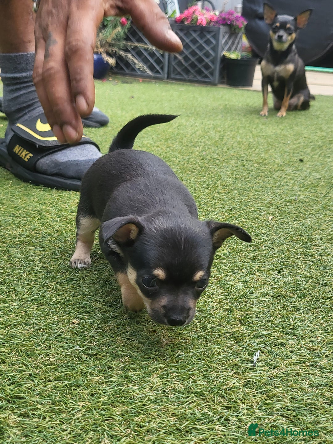 Chihuahua dogs for sale: 2 beautiful boys for sale  in Loughborough - Image 14