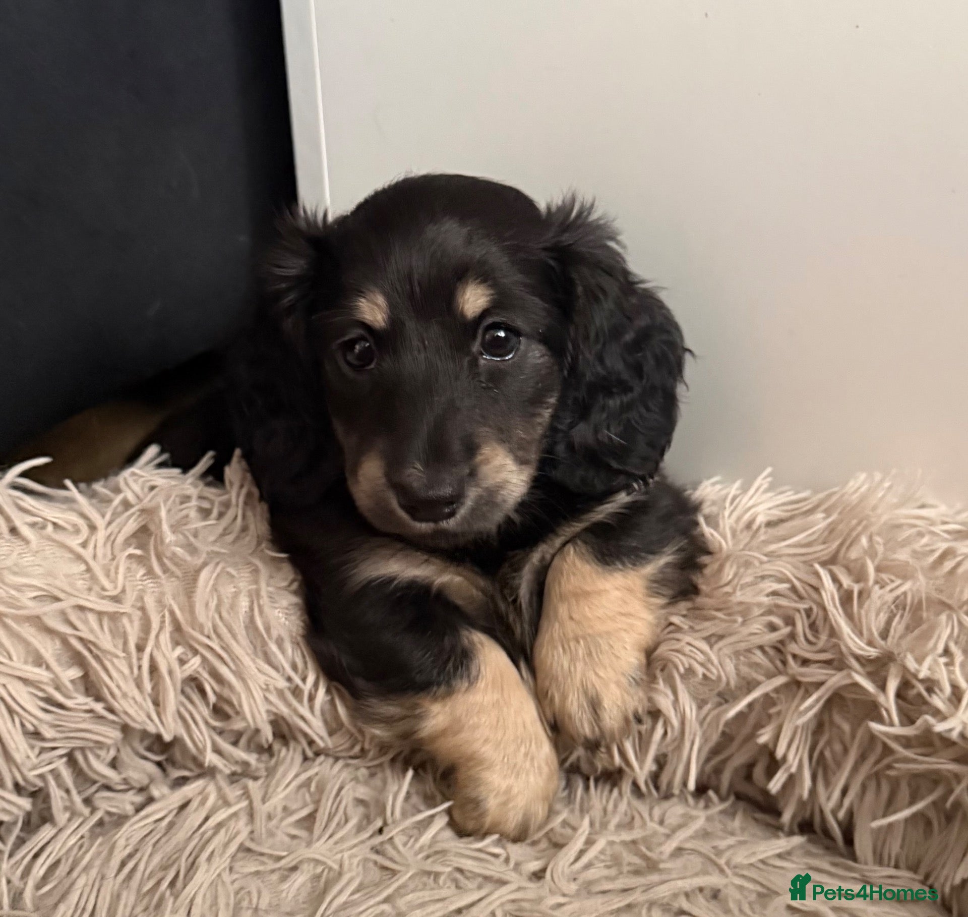 Miniature Dachshund dogs for sale: 1 black and cream long hair mini dachshunds - Advert 1