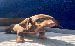 Miniature Dachshund dogs for sale: READY NOW  MINI DAXIS RAINBOW COLOURS PRA KC REG - Image 11