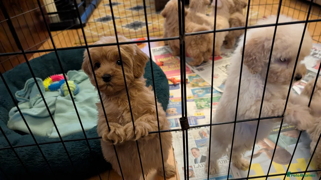 Maltipoo dogs for sale: Toy Maltipoo Puppies - READY NOW - Advert 9