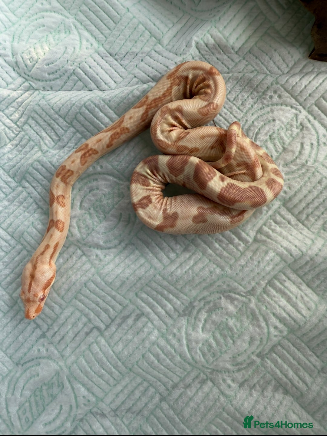 Boa Snake reptiles for sale: Sunglow Boas  - Image 7