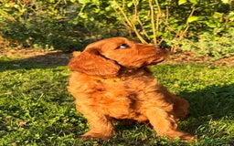 Cavapoo dogs for sale: F1 Cavapoo Girl Ready Now  - Image 2