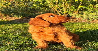 Cavapoo dogs - Advert 12