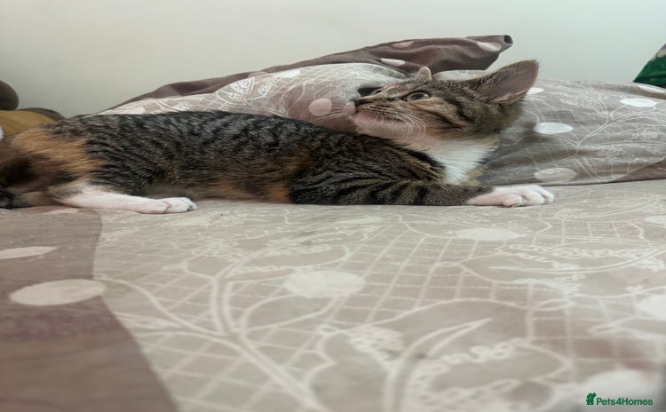 Mixed Breed cats - Advert 8