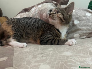 Mixed Breed cats - Advert 15