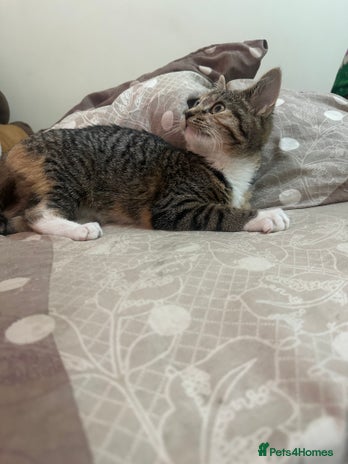 Mixed Breed cats - Advert 15