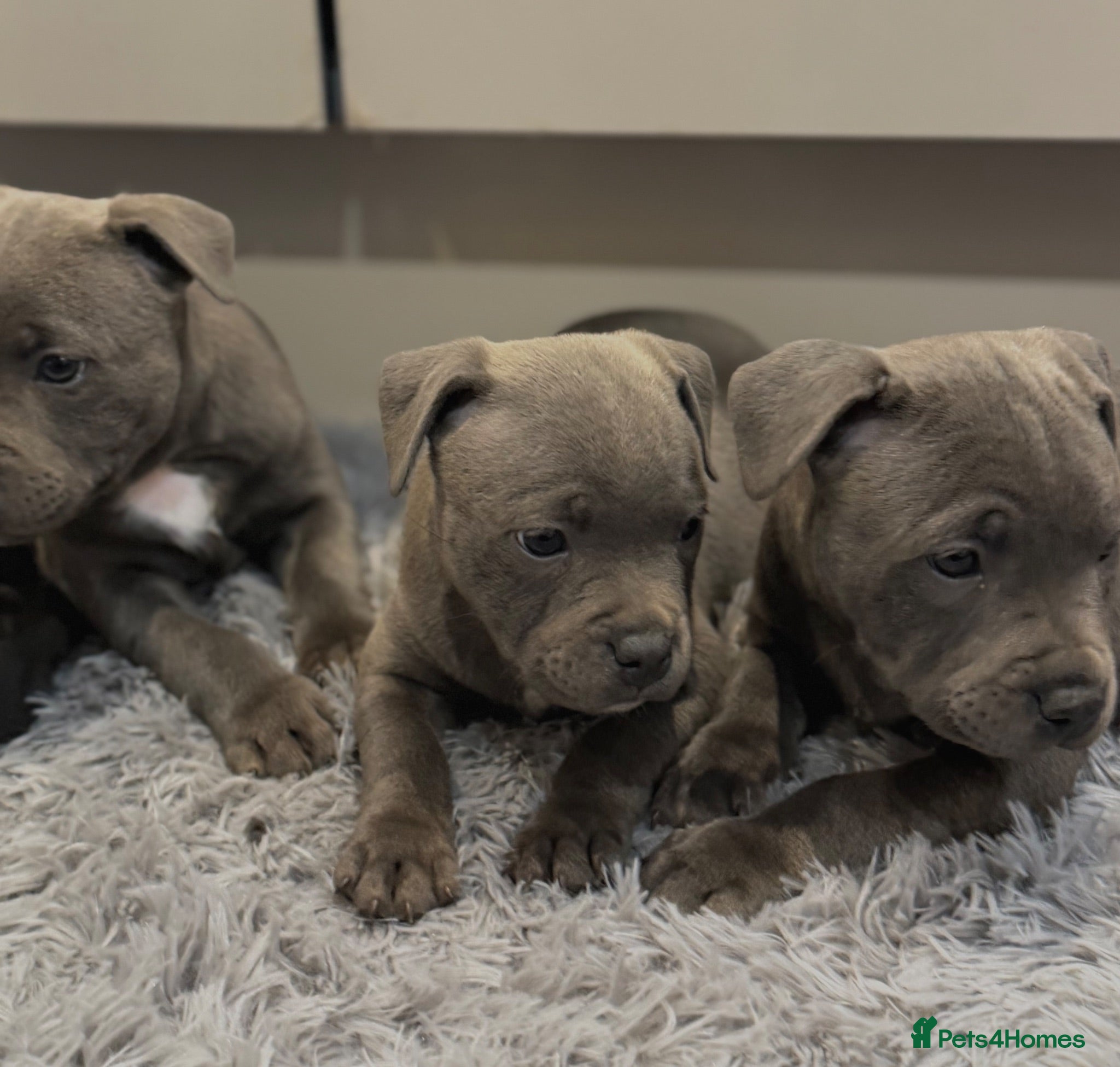 Staffordshire Bull Terrier dogs Health Tested KC Staffordshire Bull Terriers - Advert 1