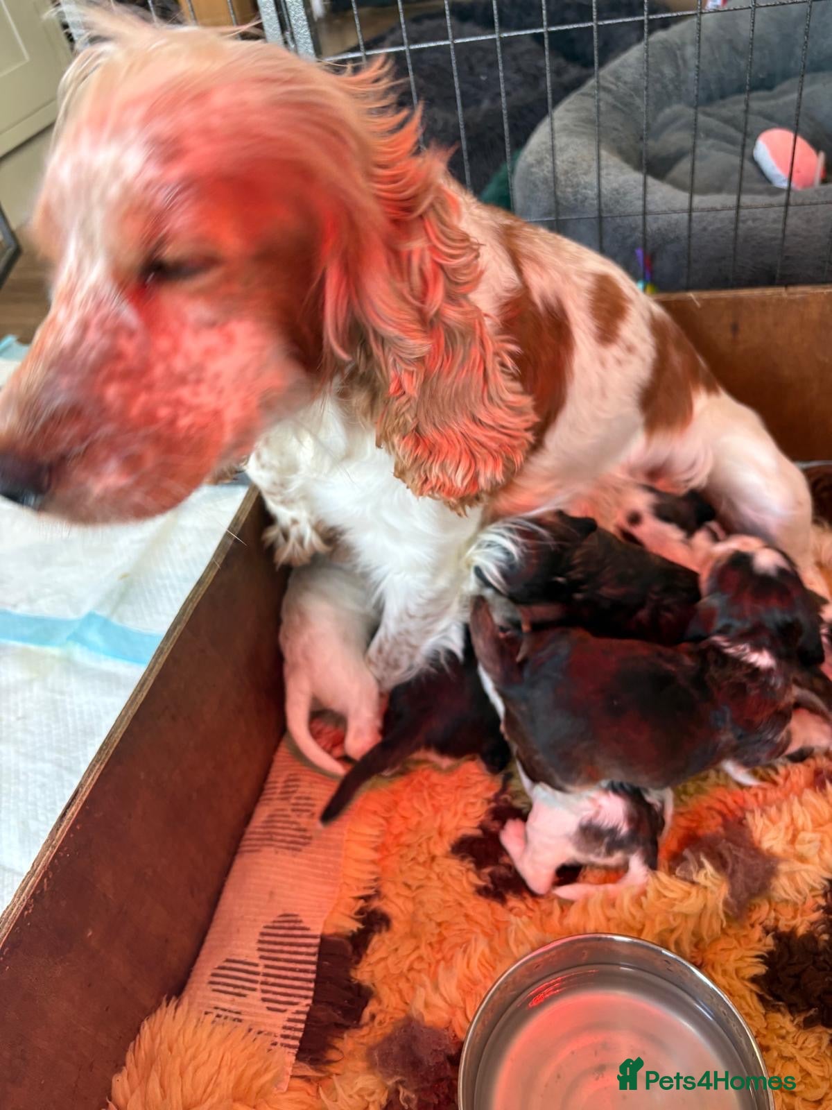 Cocker Spaniel dogs for sale: Playful show type cocker spaniels  - Advert 1