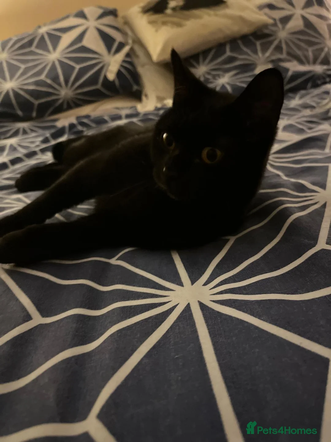 Mixed Breed cats for adoption: 1 yr rescue cat desperately needs family to love - Advert 4