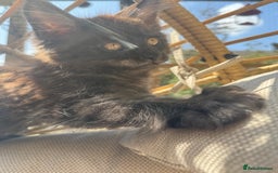 Maine Coon cats for sale: Stunning Black Smoke TiCA kittens  - Image 20