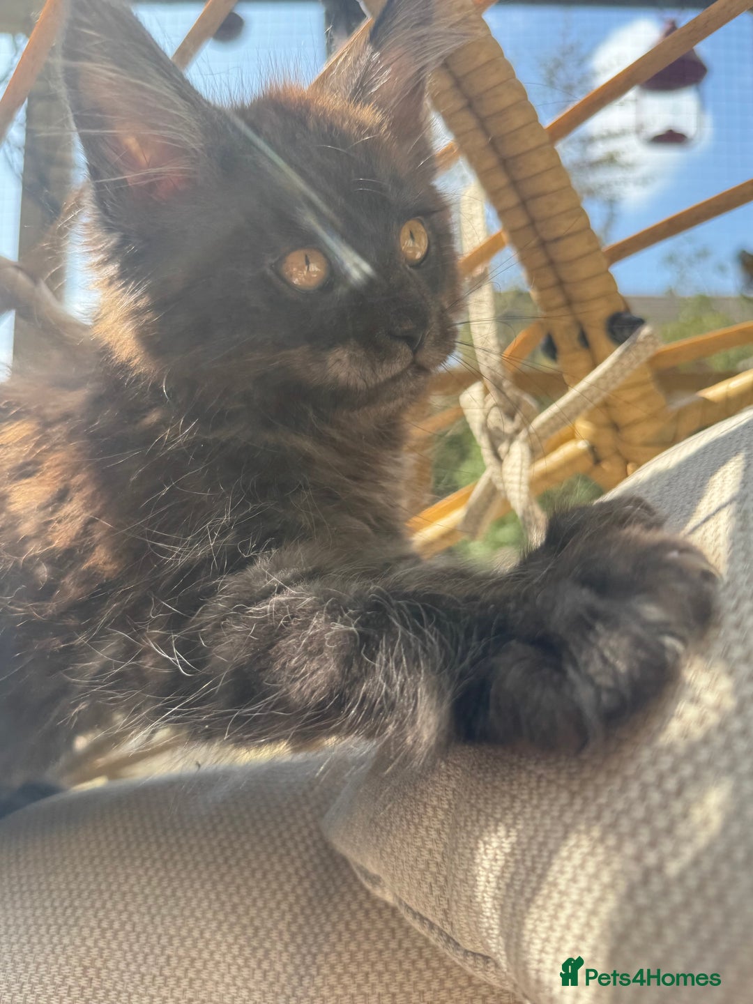 Maine Coon cats for sale: Stunning Black Smoke TiCA kittens  - Image 20