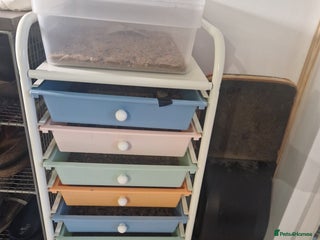 Quail poultry for sale - Advert 1