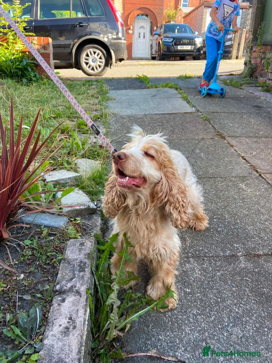 Cocker Spaniel dogs for sale: Show type coker spaniel  - Advert 2