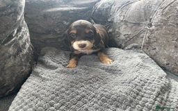 Cocker Spaniel dogs for sale: Cocker spaniel pups - Image 8