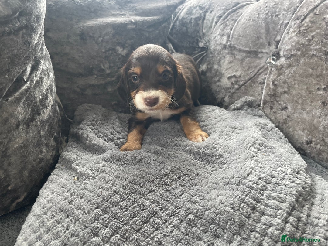 Cocker Spaniel dogs for sale: Cocker spaniel pups - Image 8