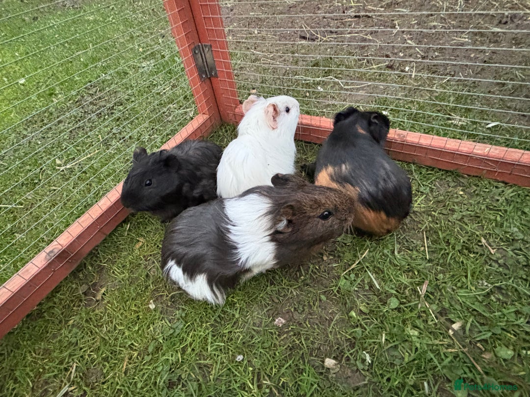 Guinea Pig rodents for sale: Baby guinea pigs  - Advert 6