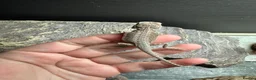 Gecko reptiles for sale: Lizards for rehome  - lot to choose from  - Advert 12