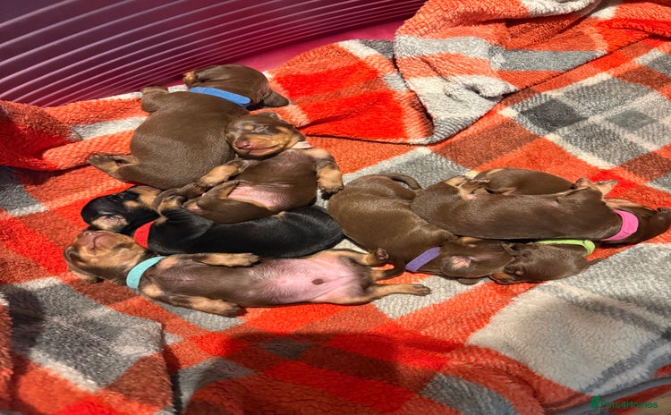 Miniature Dachshund dogs - Advert 12