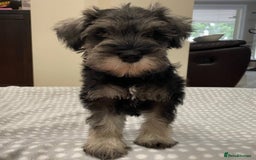 Miniature Schnauzer dogs for sale: Miniature Schnauzers Puppies - Image 3