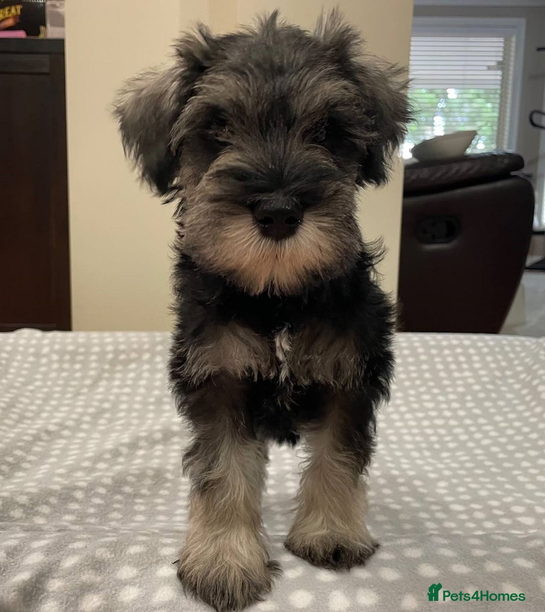 Miniature Schnauzer dogs for sale: Miniature Schnauzers Puppies - Image 3