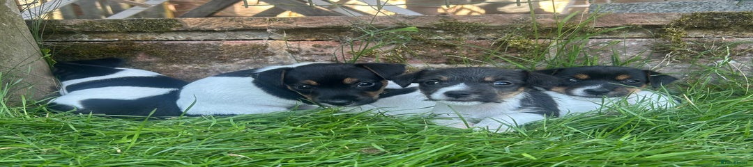 Jack Russell Puppy 1