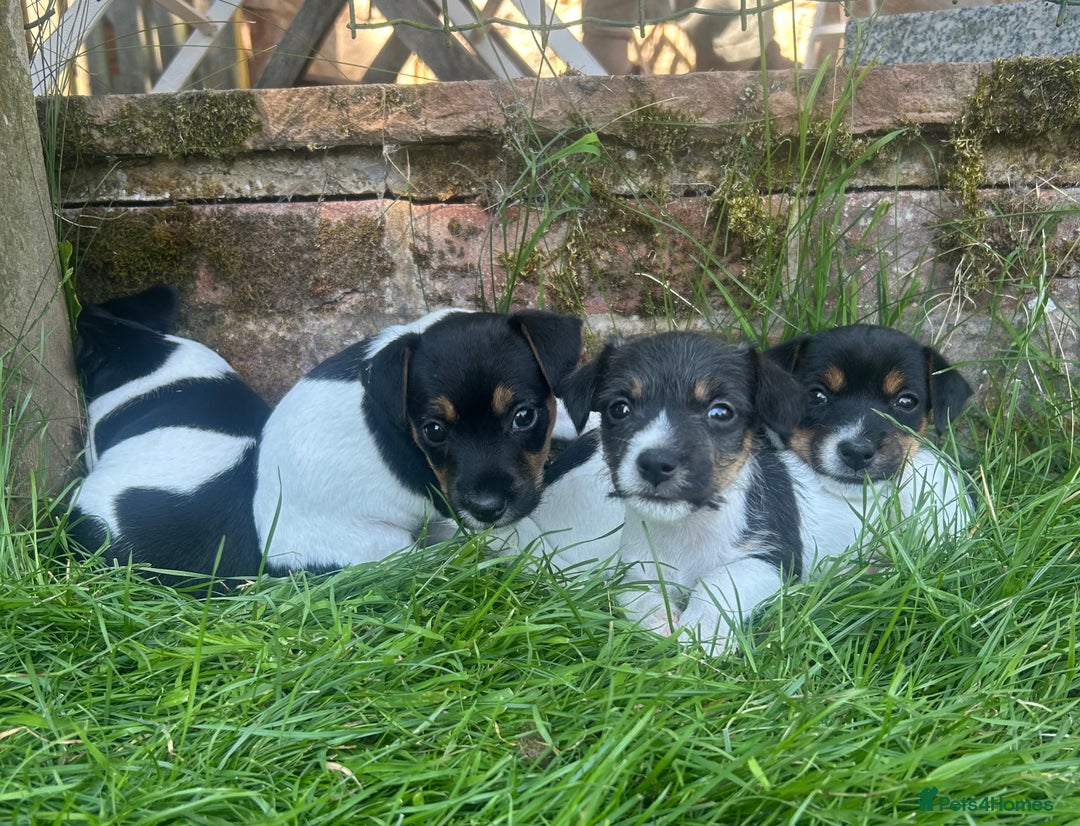 Jack Russell dogs for sale: Heavenly Jack Russell puppies - Image 2