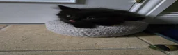 Mixed Breed cats for sale: Black Beauties for Sale - Advert 13