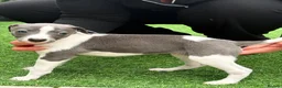 Whippet dogs for sale: Whipets Puppies - Advert 21