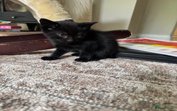 British Shorthair cats for sale: Short haired kittens  - Image 16